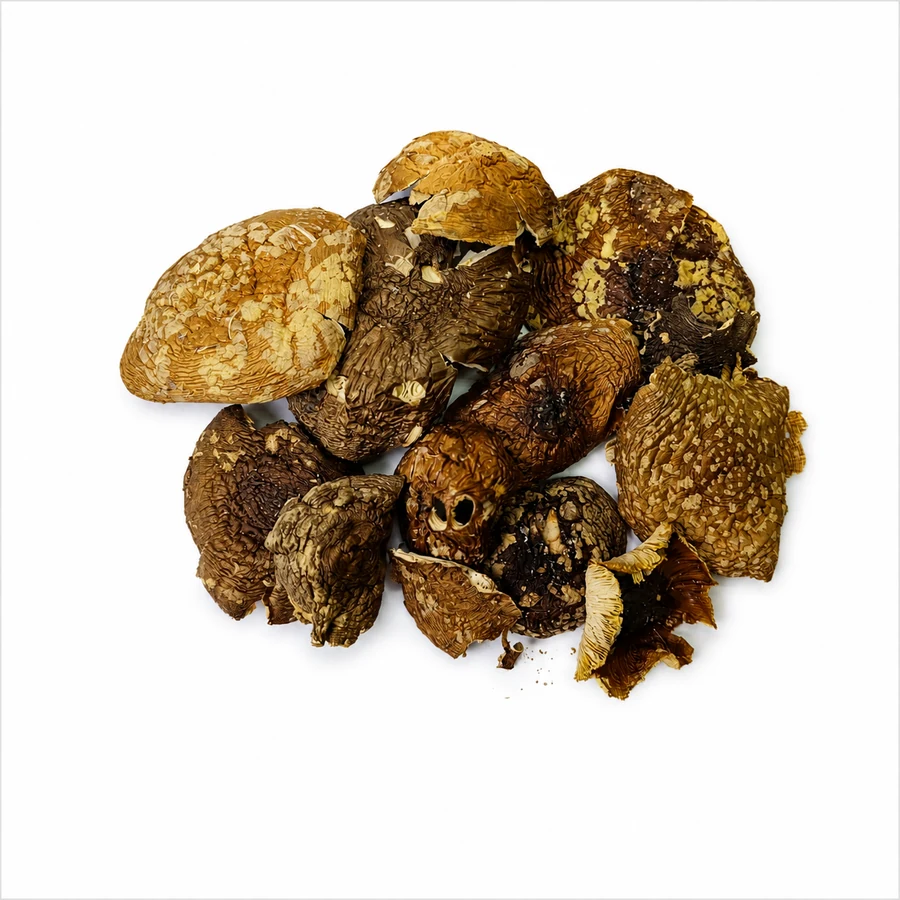 Amanita regalis whole caps - Grade A