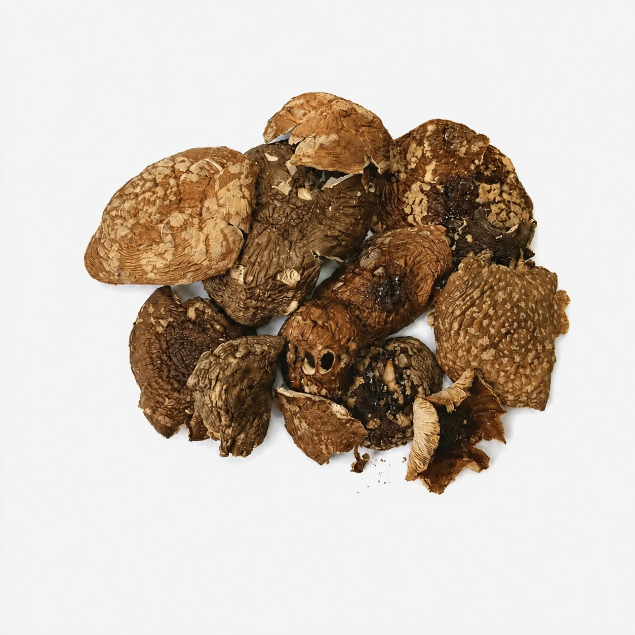 Amanita regalis Grade A whole mushrooms